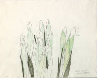 Dutch Iris (Iris Garden)