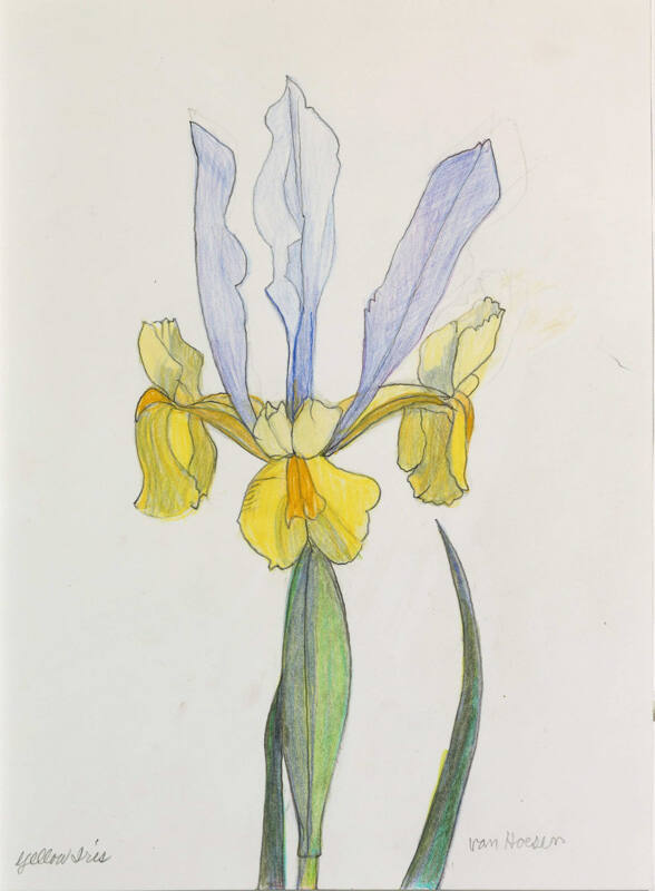 Dutch Iris (Yellow Iris)