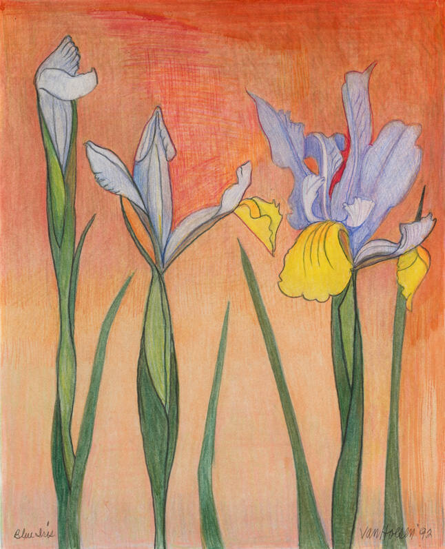 Dutch Iris (Blue Iris)