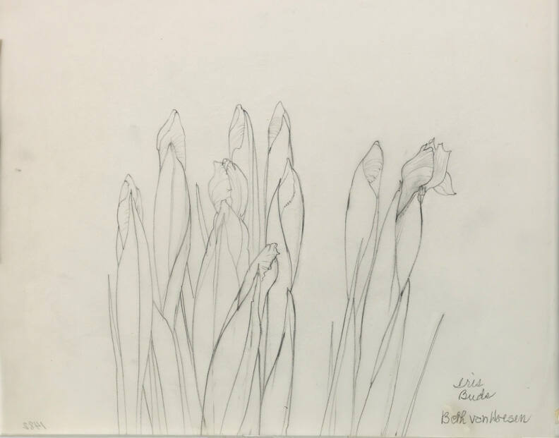 Dutch Iris (Iris Buds I)