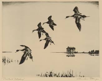 Pintails Pitching