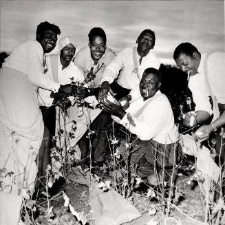 Howlin' Wolf and Band Picking Cotton, Arkansas