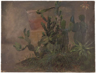 Plant Studies for Cactus