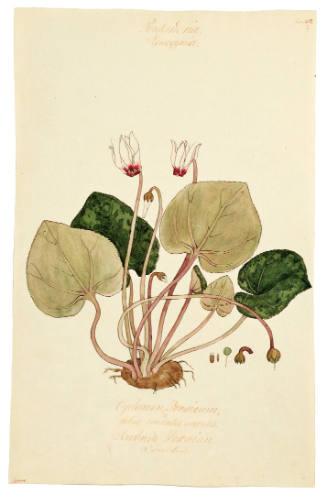 Pentanoria Monogyria, Cyclamen Persicum