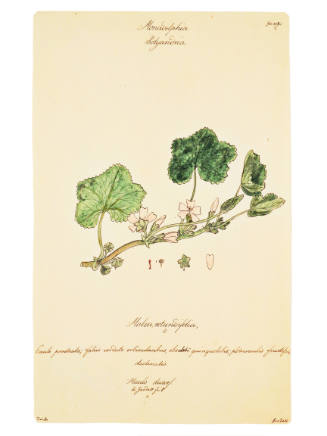 Monacelphia Polyandria, Malva Rotundifolia