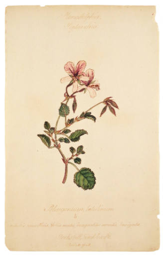 Monodelphia Heptandria, Pelargonium Betulinum