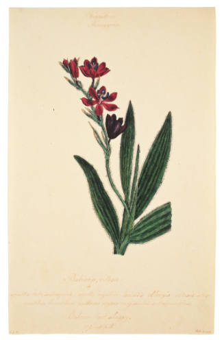 Triandria Monogynia, Babiana Villosa