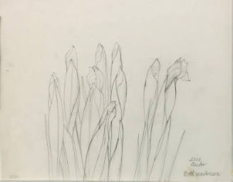 Dutch Iris (Iris Buds I)