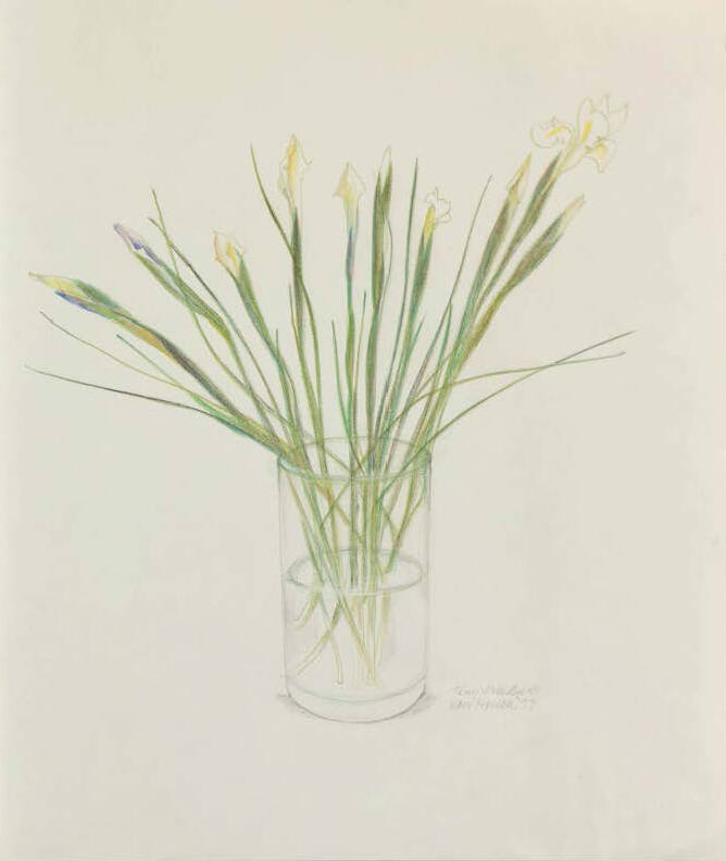Dutch Iris (Tiny Iris Buds I)