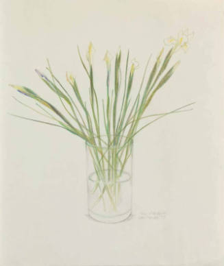 Dutch Iris (Tiny Iris Buds I)
