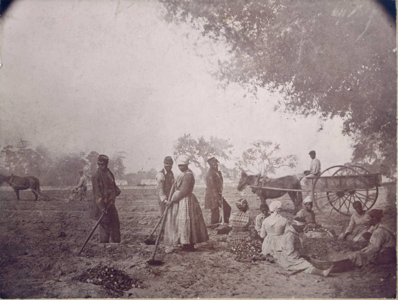 Planting Sweet Potatoes, James Hopkinson's Plantation, Edisto Island, S.C.