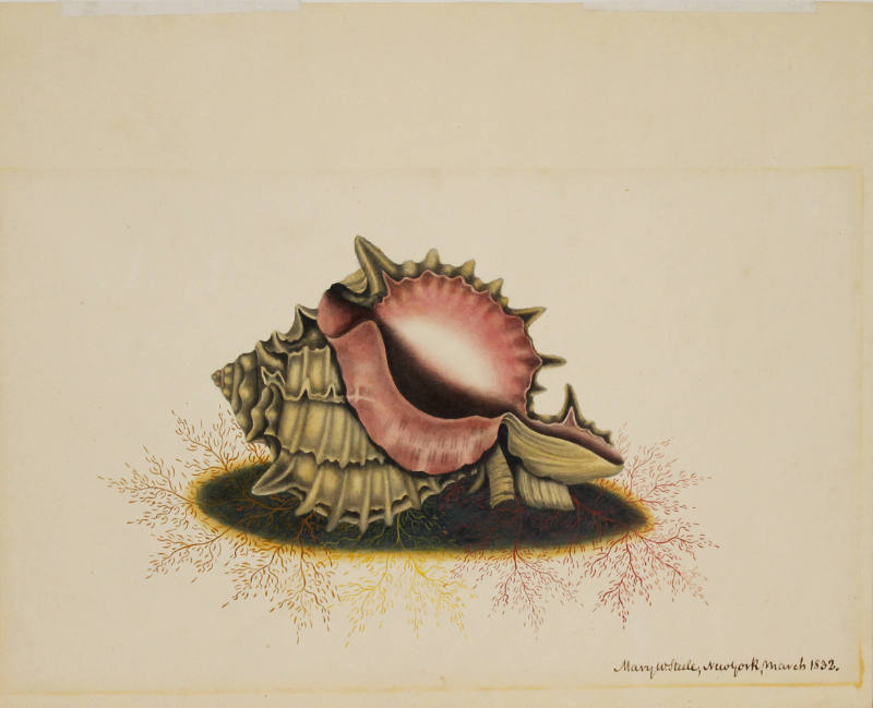 Untitled [Sea Shell]