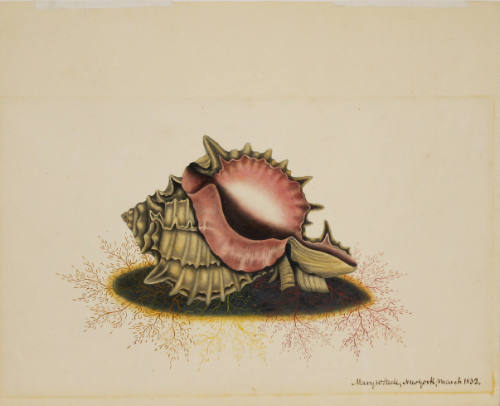 Untitled [Sea Shell]