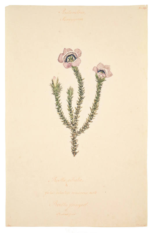 Triandria Monogynia, Babiana Villosa