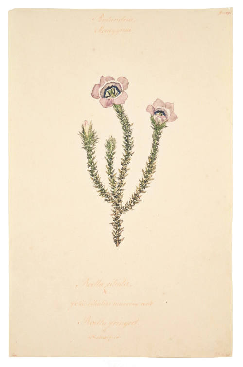 Triandria Monogynia, Babiana Villosa