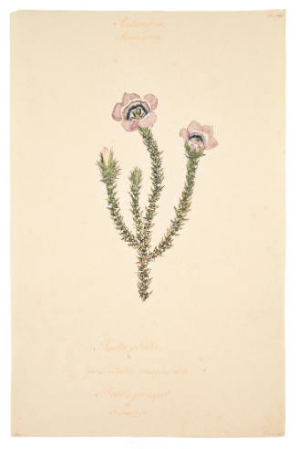 Triandria Monogynia, Babiana Villosa