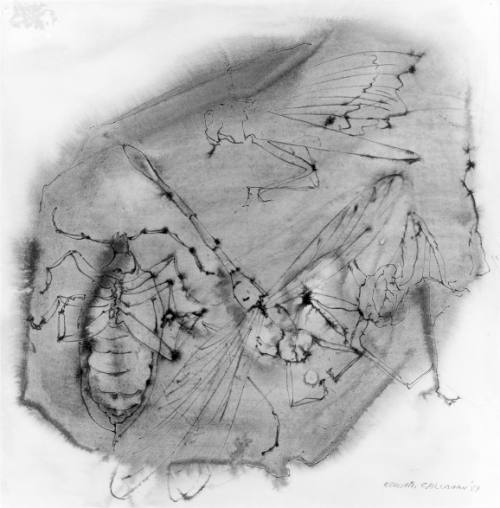 Insects