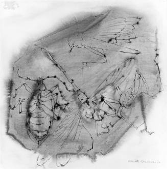 Insects