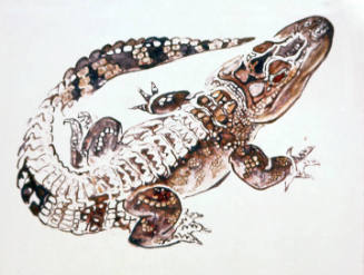 Alligator