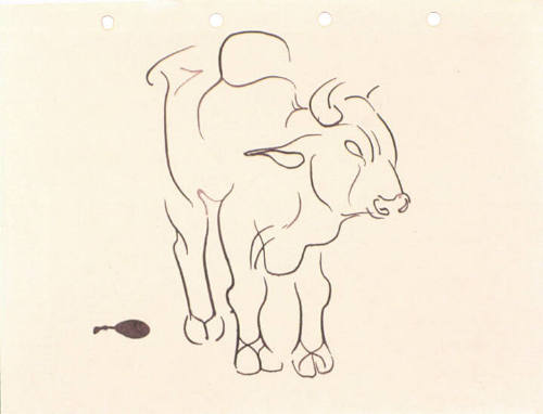 Steer