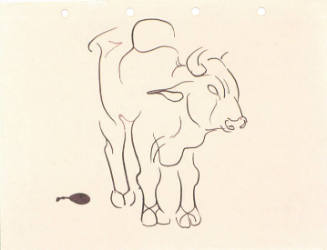 Steer
