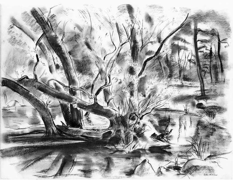 Old Willow