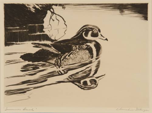 Summer Duck