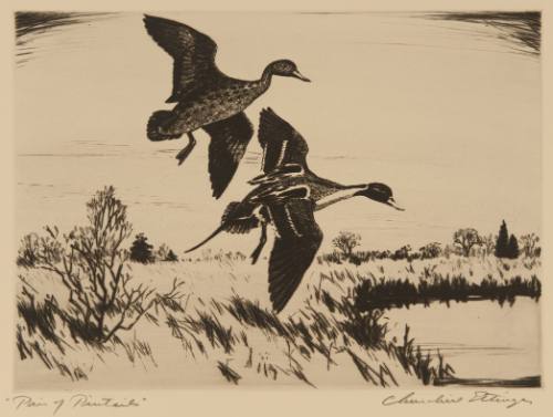 Pair of Pintails