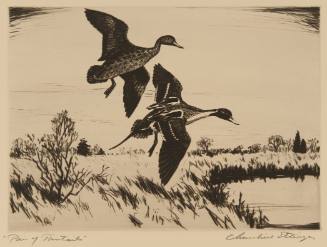 Pair of Pintails