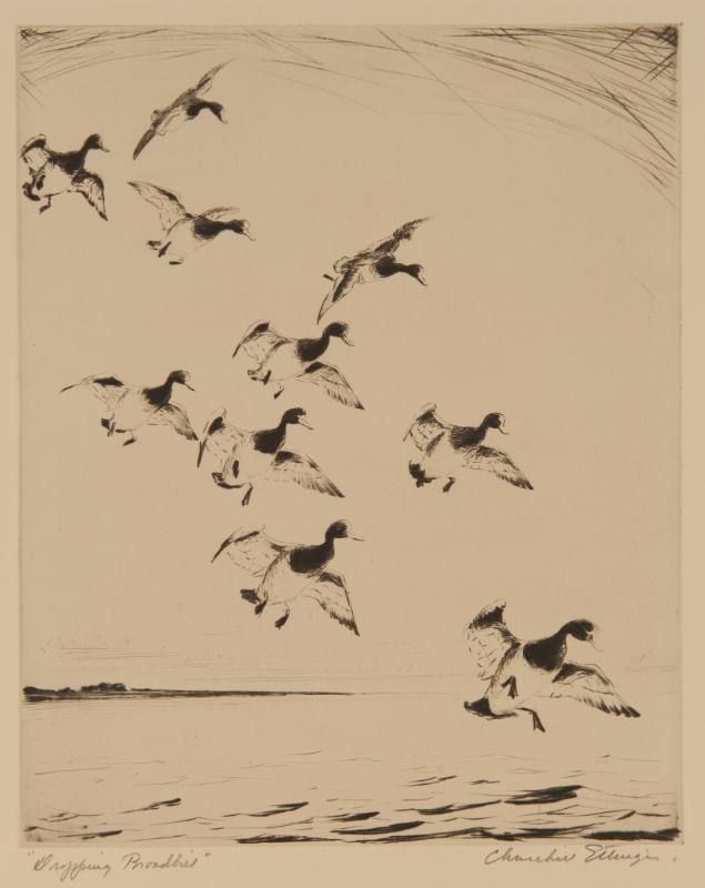 Dropping Broadbill