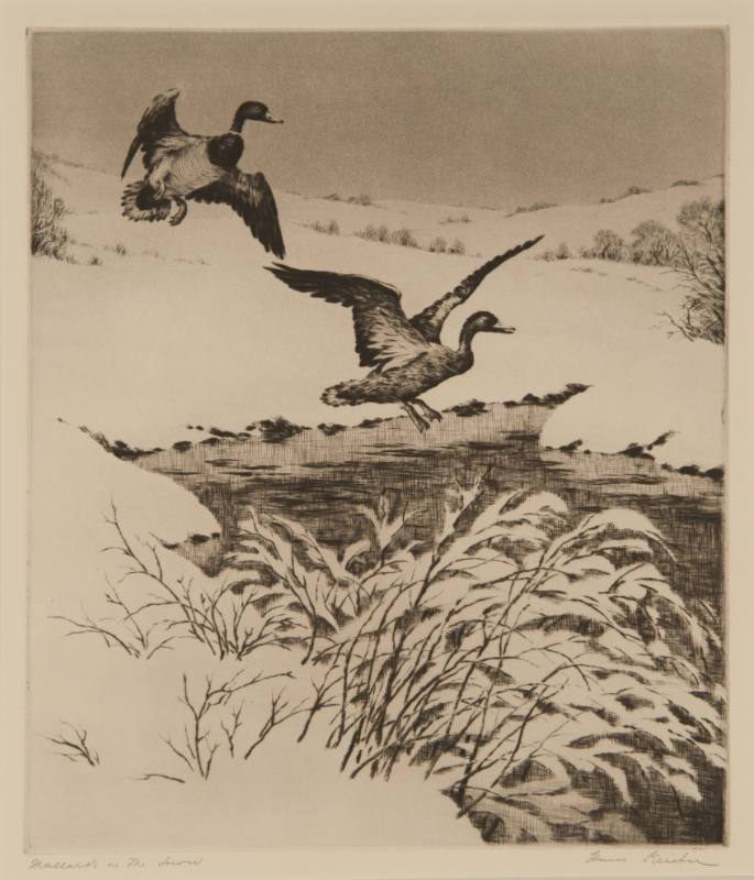 Mallards in the Snow