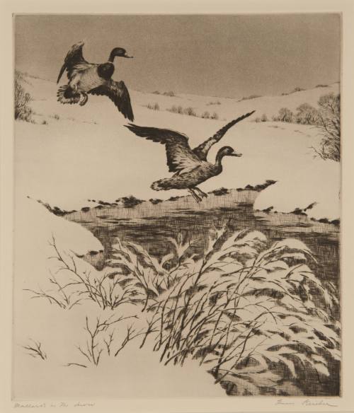 Mallards in the Snow