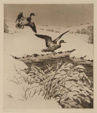 Mallards in the Snow