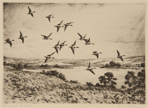 The Pond in the Hills