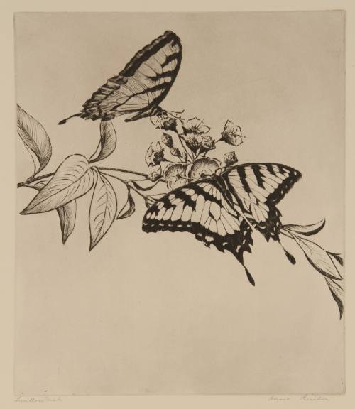 Swallowtails