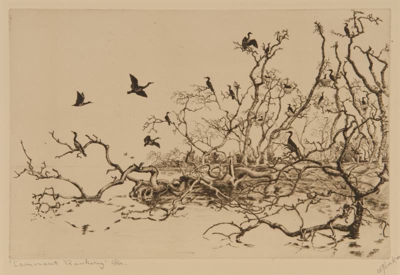 Camerant Rookery, Florida