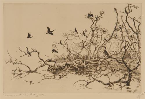 Camerant Rookery, Florida