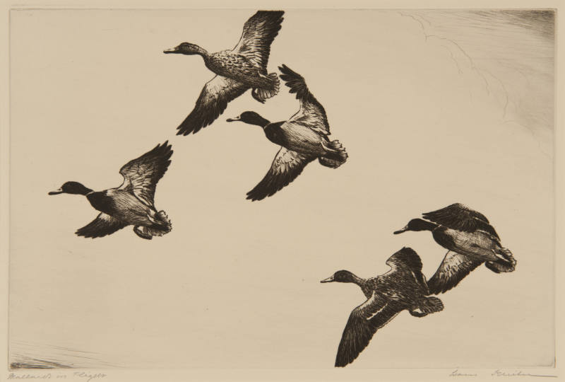 Mallards in Flight