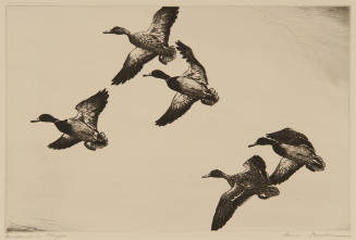 Mallards in Flight
