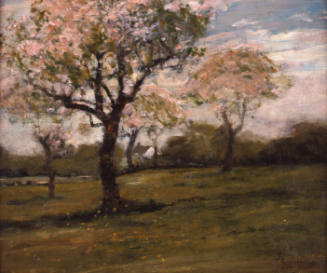 Apple Blossoms