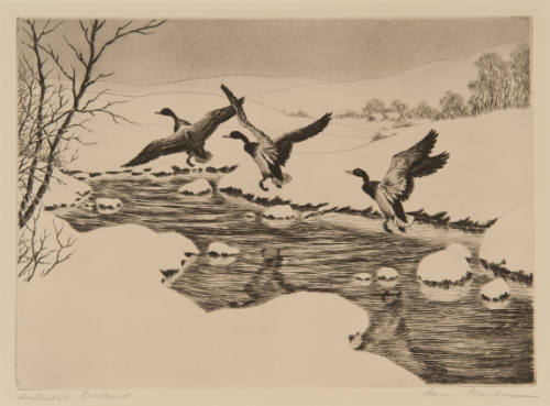 Disturbed Mallards