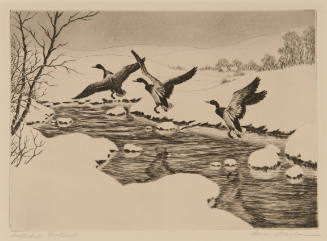 Disturbed Mallards