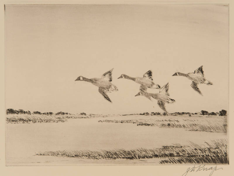 Canada Geese