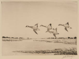 Canada Geese