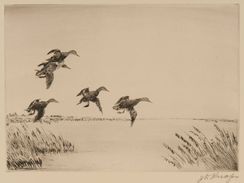 Black Ducks