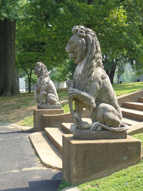 Pair of African Male Lions