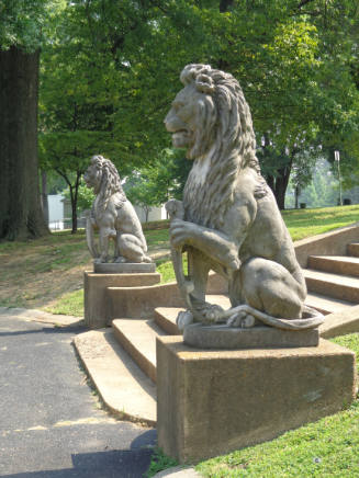 Pair of African Male Lions
