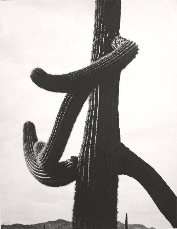 Cactus