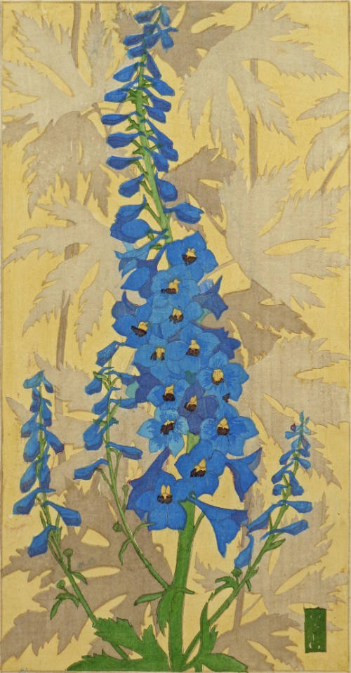 Delphinium