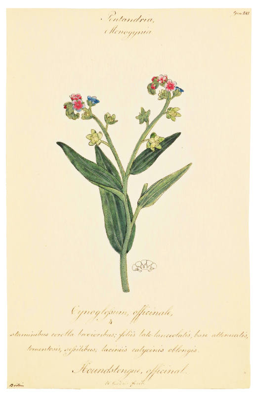 William Goodall